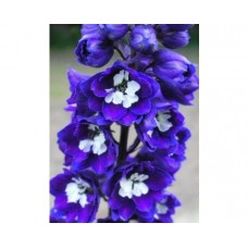 Ostróżka (Delphinium) Magic Fountain Dark Blue White Bee