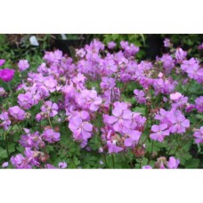 Bodziszek kantabryjski (Geranium cantabrigiense) Cambridge