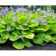 Funkia (Hosta hybrida) Sum and Substance