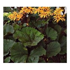 Języczka pomarańczowa (Ligularia dentata) Midnight Lady