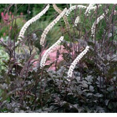 Pluskwica (Świecznica) prosta (Actaea Simplex) Black Negligee