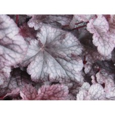 Żurawka (Heuchera hybrida) Plum Pudding