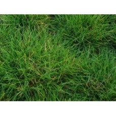Kostrzewa miotlasta (Festuca scoparia) Pic Carlit
