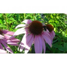 Jeżówka purpurowa (Echinacea purpurea)