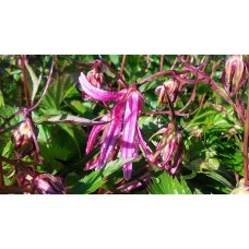 Dzwonek mieszańcowy (Campanula hybrida) Pink Octopus