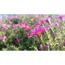 Aster novi-belgii (Aster nowobelgijski) Island Bahamas