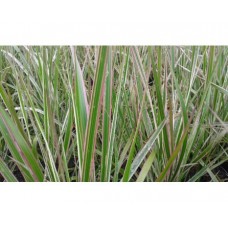 Trzcinnik ostrokwiatowy (Calamagrostis acutiflora) Overdam