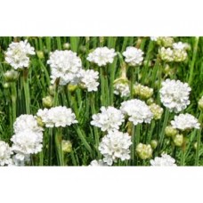 Zawciąg nadmorski (Armeria maritima) Alba