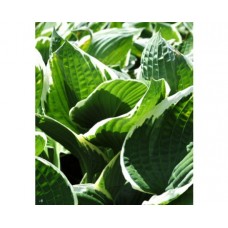 Funkia Fortune'a (Hosta fortunei) Francee