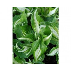 Funkia (Hosta undulata) Mediovariegata