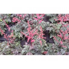 Tawułka (Astilbe x crispa) Moulin Rouge