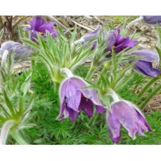 Sasanka zwyczajna (Pulsatilla vulgaris) Violet