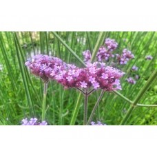 Werbena patagońska (Verbena bonariensis)