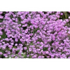 Rutewka Delavaya (Thalictrum delavayi)