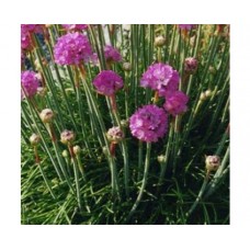 Zawciąg nadmorski (Armeria maritima) Splendens