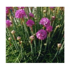 Zawciąg nadmorski (Armeria maritima) Splendens