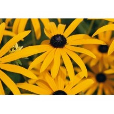 Rudbekia błyskotliwa (Rudbeckia fulgida) Goldstrum