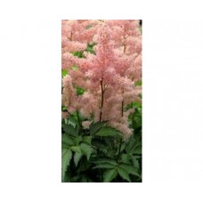 Tawułka Arendsa (Astilbe x arendsii) Sister Theresa