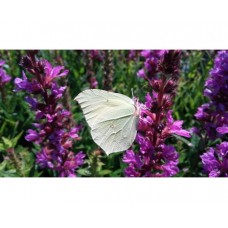 Krwawnica pospolita (Lythrum salicaria) Robin