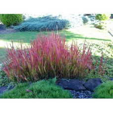 Imperata cylindryczna (Imperata cylindrica) Red Baron