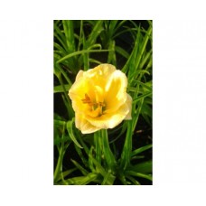 Liliowiec ogrodowy (Hemerocallis hybrida) Stella d'Oro