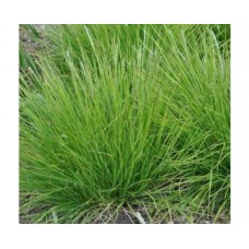 Sesleria jesienna (Sesleria autumnalis)