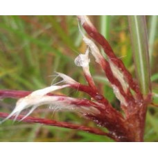 Miskant chiński (Miscanthus sinensis) Ferner Osten