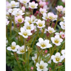 Skalnica Arendsa (Saxifraga x arendsii)  Pixi Pan Appleblossom