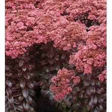 Rozchodnik wielki (Sedum telephium) Dark Magic