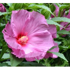 Hibiskus bagienny (Hibiscus x moscheutos) Fantasia