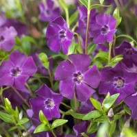 Barwinek pospolity (Vinca minor) Atropurpurea