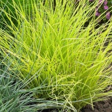 Kostrzewa sina (Festuca glauca) Golden Toupee