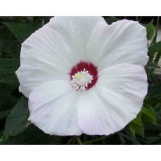 Hibiskus bagienny (Hibiscus x moscheutos) Old Yella