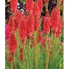 Trytoma (Kniphofia) Redhot Popsicle