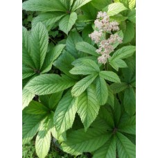 Rodgersja kasztanowcolistna (Rodgersia aesculifolia)