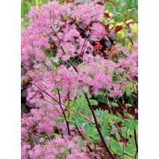 Rutewka orlikolistna (Thalictrum aquilegiifolium) Black Stockings