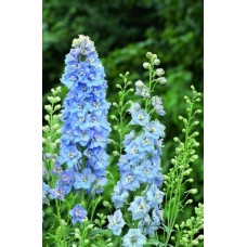 Ostróżka (Delphinium) Magic Fountain Sky Blue White Bee