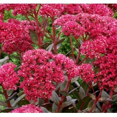 Rozchodnik (Sedum) Thunderhead