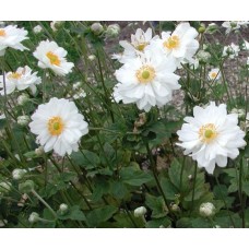 Zawilec mieszańcowy (Anemone hybrida) Whirlwind