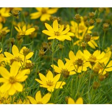 Nachyłek okółkowy (Coreopsis verticilata) Zagreb