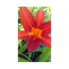 Liliowiec ogrodowy (Hemerocallis hybrida) Crimson Pirate