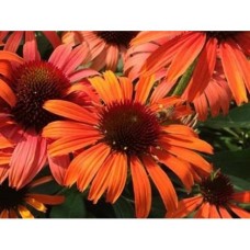 Jeżówka mieszańcowa (Echinacea hybrida) Orange Skipper