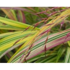 Hakonechloa smukła (Hakonechloa macra) Aureola