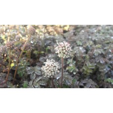 Acena drobnolistna (Acaena microphylla) Kupferteppich