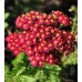 Krwawnik pospolity (Achillea millefolium) Red Velvet