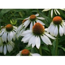 Jeżówka purpurowa (Echinacea purpurea) Alba