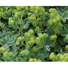 Przywrotnik ostroklapowy (Alchemilla mollis) Irish Silk