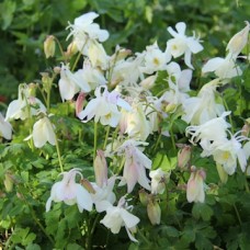 Orlik błękitny (Aquilegia caerulea)  Spring Magic White