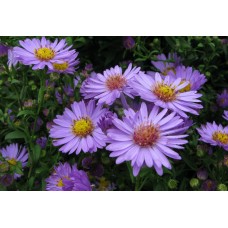 Aster novi-belgii (Aster nowobelgijski) Island Barbados