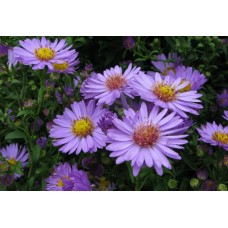 Aster novi-belgii (Aster nowobelgijski) Island Barbados